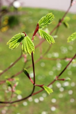 Acer circinatum - javor okrouhlolistý - jarní pučení